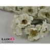 Flowers on pick 02 ecru 8,5cm (60pc)